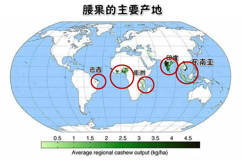 挑选腰果小窍门，美食养生式消耗脂肪(图2)