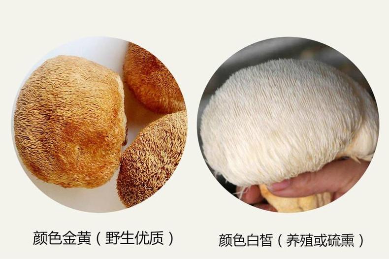 猴头菇挑得好，名品滋补又养胃！(图11)