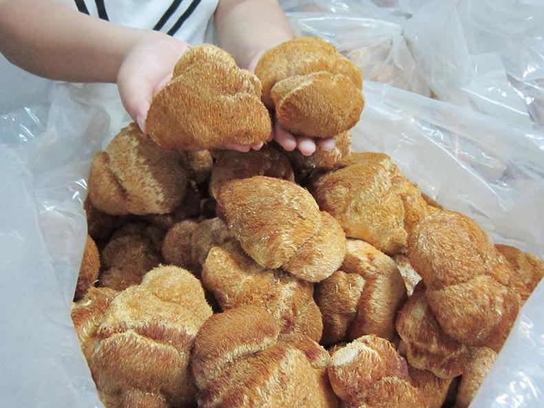 猴头菇挑得好，名品滋补又养胃！(图15)