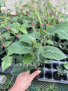 Improved new variety of passion fruit grafted seedlings pure sweet big fruit Colombian passion fruit seedlings golden passion fruit tree seedlings