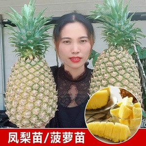 
Taiwan pineapple seedlings large fruit golden diamond pineapple seedlings balcony courtyard potted pineapple fruit saplings south of the year bear fruit