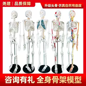 人体脊柱椎间盘模型- Top 500件人体脊柱椎间盘模型- 2024年3月更新- Taobao