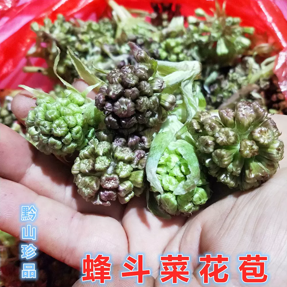 蜂斗菜蛇头草水钟流头南瓜三七野金瓜头新鲜