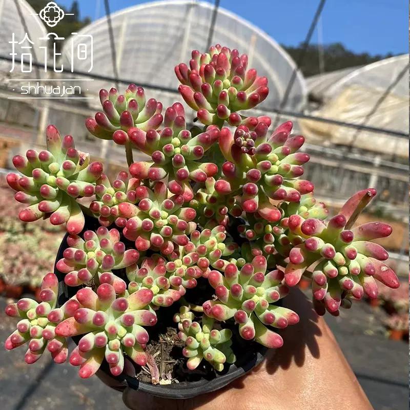 果冻乙女心群生多头小老桩果冻红色多肉植物是拾花间