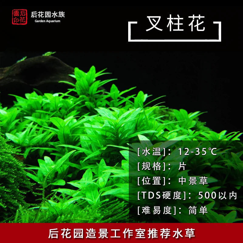 叉柱花中前景草水下叶水草造景鱼缸装饰后花园