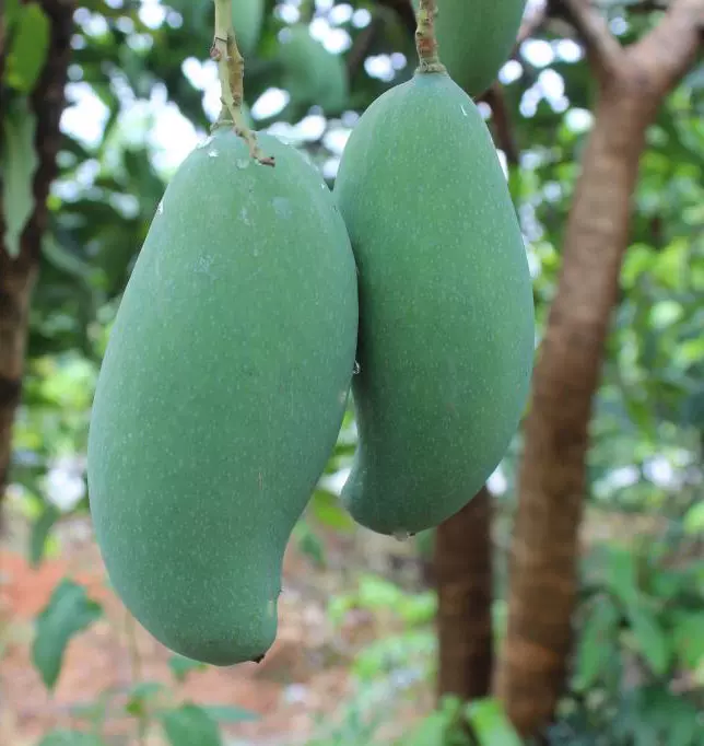 大桂七芒果新鲜水果广西百色特产芒果8斤装包邮农家自摘青芒 大桂七芒果新鲜水果广西百色特产芒果8斤装包邮农家自摘青芒