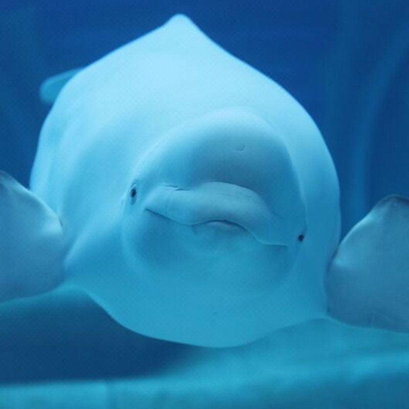 三亚+亚特兰蒂斯5日自由行