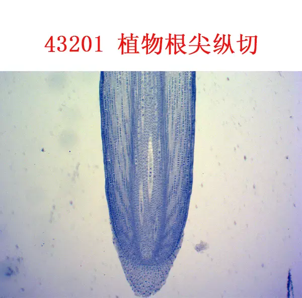 植物根尖纵切显微镜配件中小学生物切片