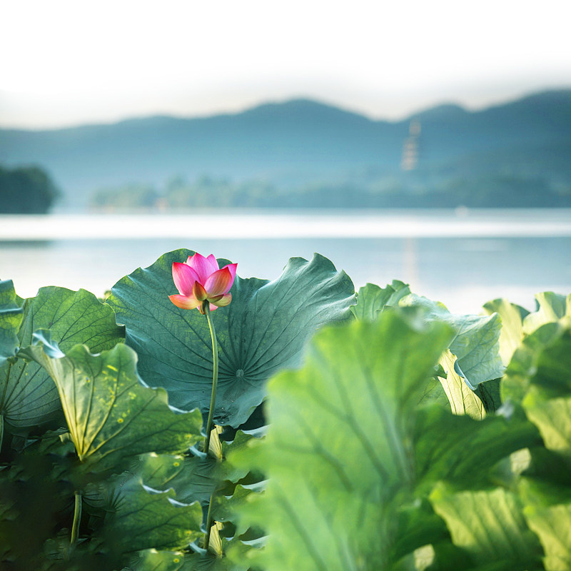 16人头等舱上海出发- 华东五市+乌镇+迪士尼7日跟团游-嗨翻乐园