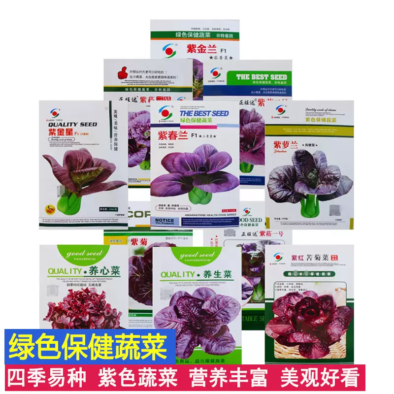 紫生菜红菊苣小松菜种籽菜籽四季盆栽特色有机紫色蔬菜种子
