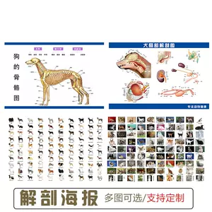 犬解剖图- Top 100件犬解剖图- 2024年5月更新- Taobao