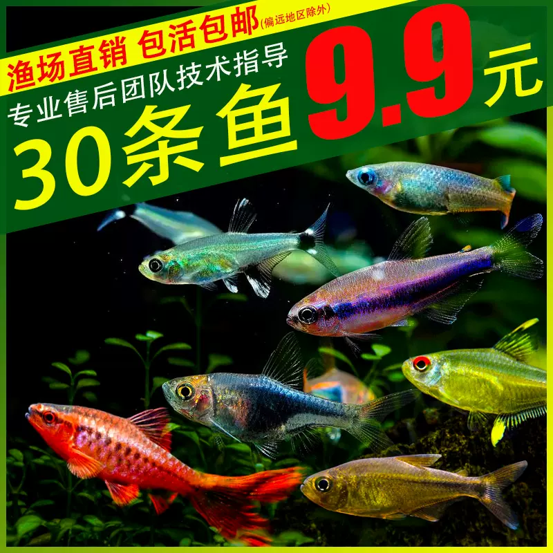 活體熱帶魚小型淡水魚苗觀賞魚寶蓮燈斑馬孔雀魚紅綠燈燈魚燈