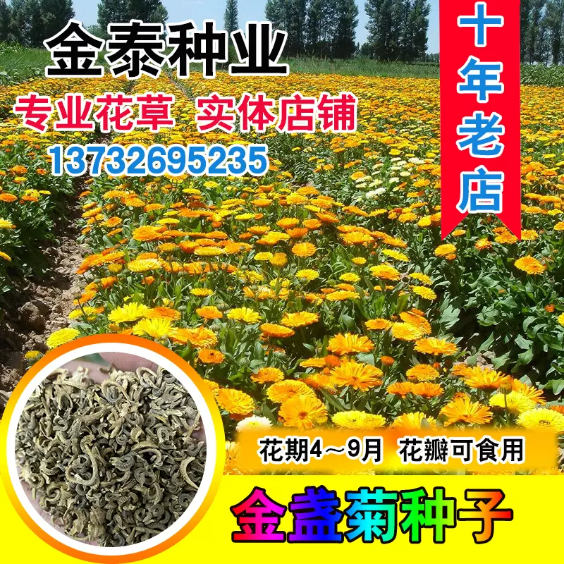 金盏菊种子四季花种子长生菊花籽四季室内盆栽花草庭院花卉