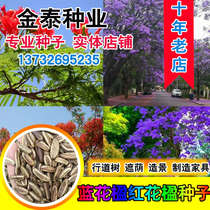 蓝花楹种子凤凰木树种子红花楹种籽蓝雾树