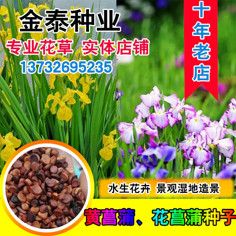 黃菖蒲種子水生鳶尾宿根水生花卉種子黃花鳶尾玉蟬花花菖蒲種子 Taobao