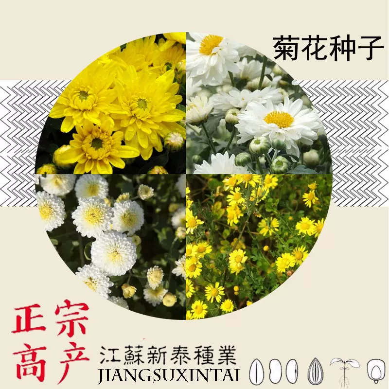 散装黄菊花种子食用泡茶贡菊野生小杭白菊花野菊花