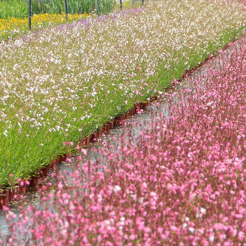 紫叶千鸟花山桃草多年生宿根草本花卉花园造景观叶观