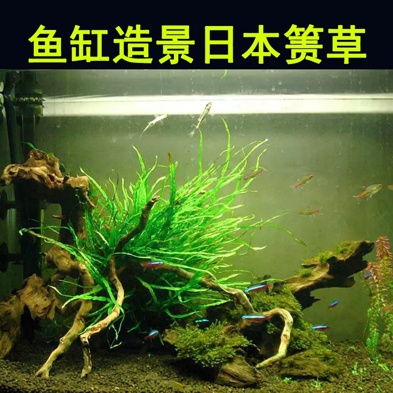 魚缸造景水草日本簀藻水族箱陰性水草造景裝飾水草活體