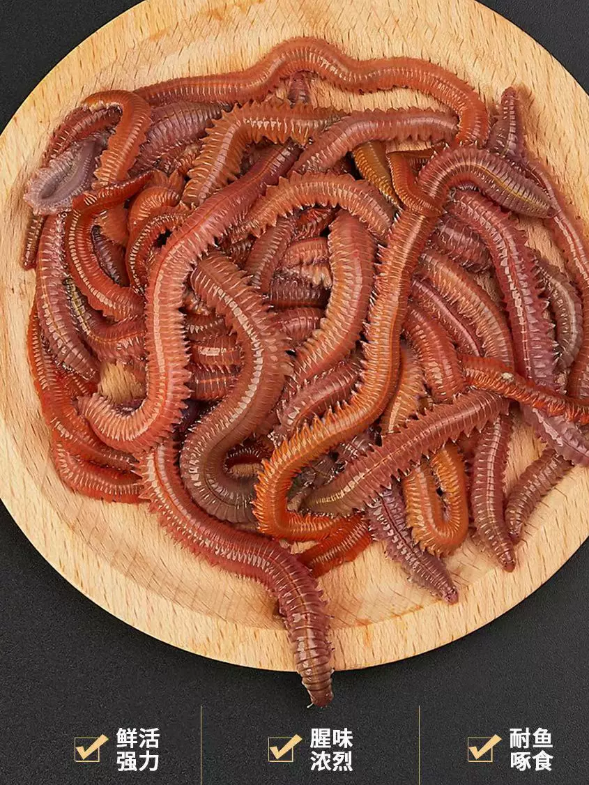 活沙蚕海蚯蚓青红虫海蜈蚣海蚂蟥海钓活饵鲤鱼食鲈鱼