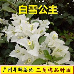 Explosive varieties, climbing varieties, bougainvillea, bloom in all seasons