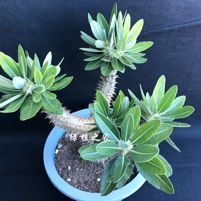 办公绿植夹竹桃科棒槌树属西巴女王之玉栉