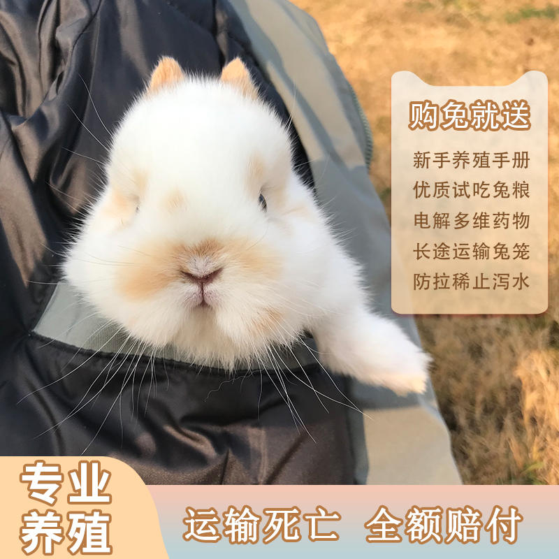 宠物兔子活物迷你兔折耳兔儿童垂耳兔熊猫小型侏儒兔茶杯兔宠物-淘宝网