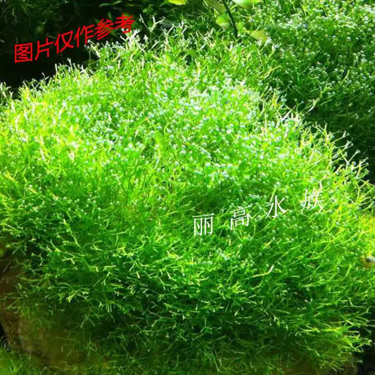 範b水族 鹿角苔網片鹿角苔莫斯莫絲類前景真水草活體植物 Taobao