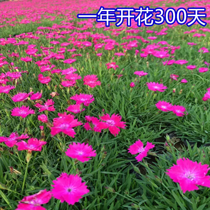 欧石竹花种初吻五彩石竹种子草坪常夏石竹花籽美国石竹花