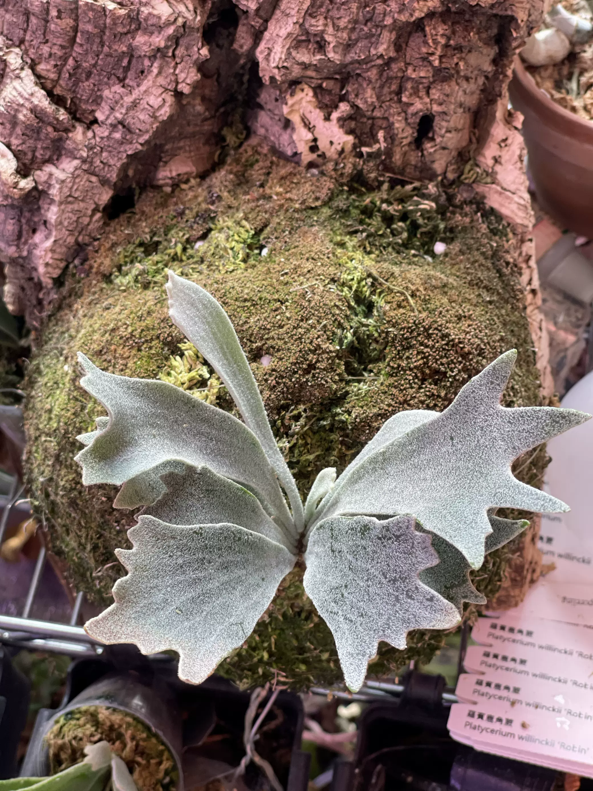 侏儒神獸P.Willinckii Nano spore（孢子苗）鹿角蕨