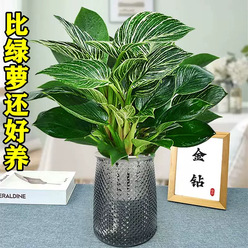 鉑金鑽盆栽蔓綠絨黃金葛室內植物花卉綠植水培多肉新房家用吸除甲醛-Taobao