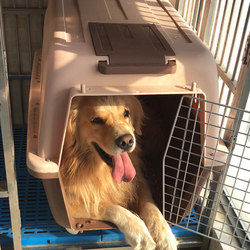 Air Transport Box for Cats and Dogs, Shipping Cage, Cat Carrier, Dog Cage, Large Dog Portable Pet Travel Box