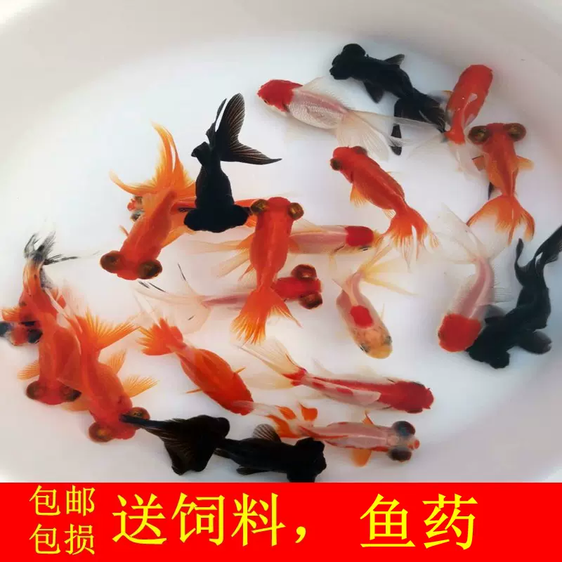 好養冷水金魚活體小型魚小紅草金魚苗觀賞魚活飼料魚紅錦鯽錦鯉魚 Taobao