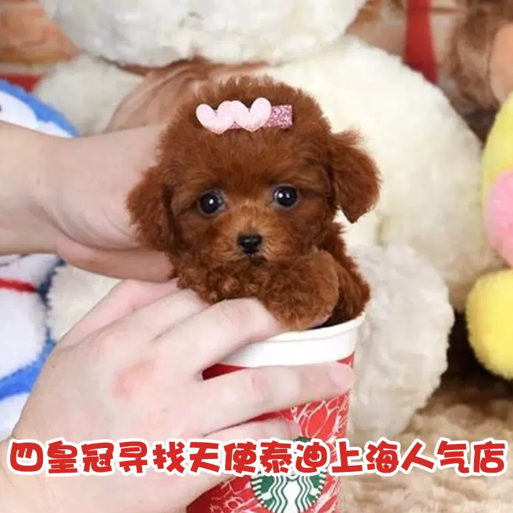 寻找天使 茶杯犬纯种泰迪犬幼犬玩具红贵宾宠物犬 寻找天使 茶杯犬纯种泰迪犬幼犬玩具红贵宾宠物犬