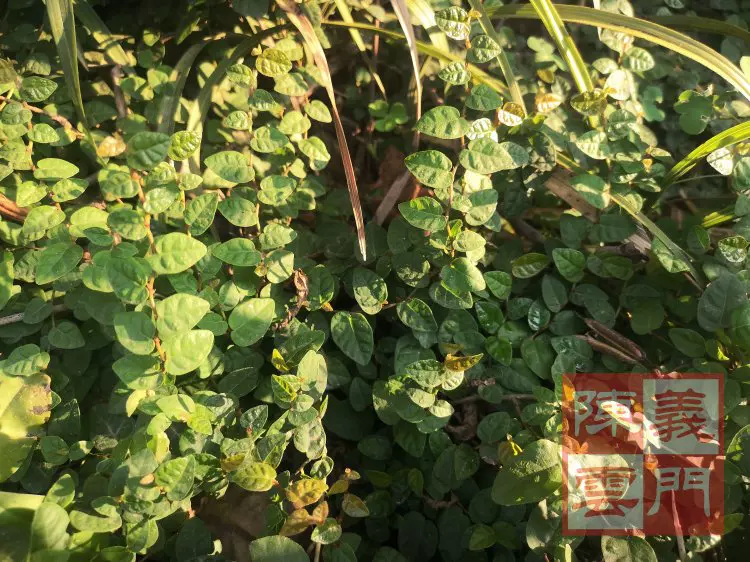 薜荔果苗涼粉果苗涼粉子木蓮愛玉果苗藤苗庭院牆匍匐