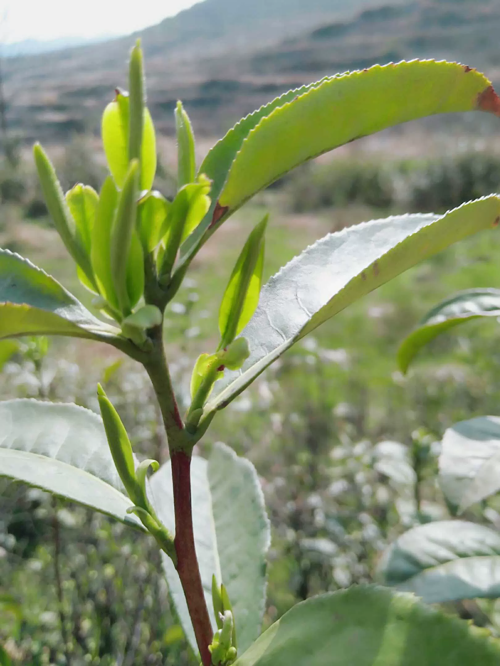 湖北革命老区将军县大悟原生态绿茶绿茗 大悟茗茶 100g
