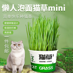 Lazy instant noodle cat grass pot seed catnip cat supplies snacks easy and gentle hair removal