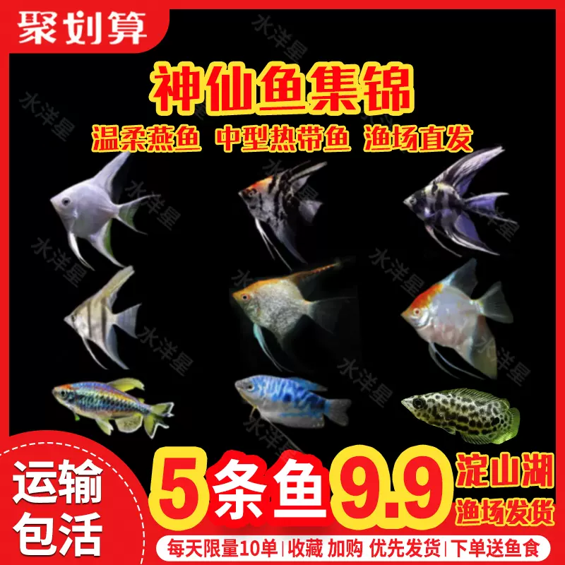 神仙魚燕魚包郵迷你鸚鵡中型淡水熱帶魚觀賞魚小型易養活體