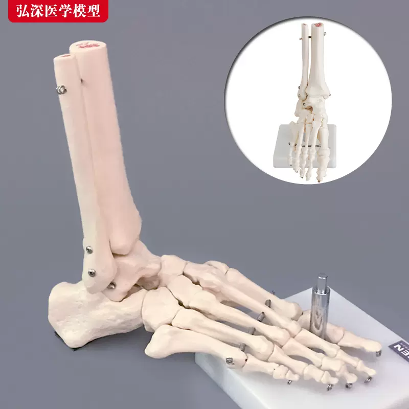 腳骨模型腳踝關節腳部骨骼結構造足部足骨腓骨趾骨科教學醫學模具-Taobao