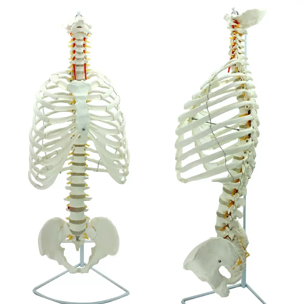 进口医学人体脊柱模型脊椎骨盆整骨胸骨肋骨胸腔骼模骨架型-Taobao