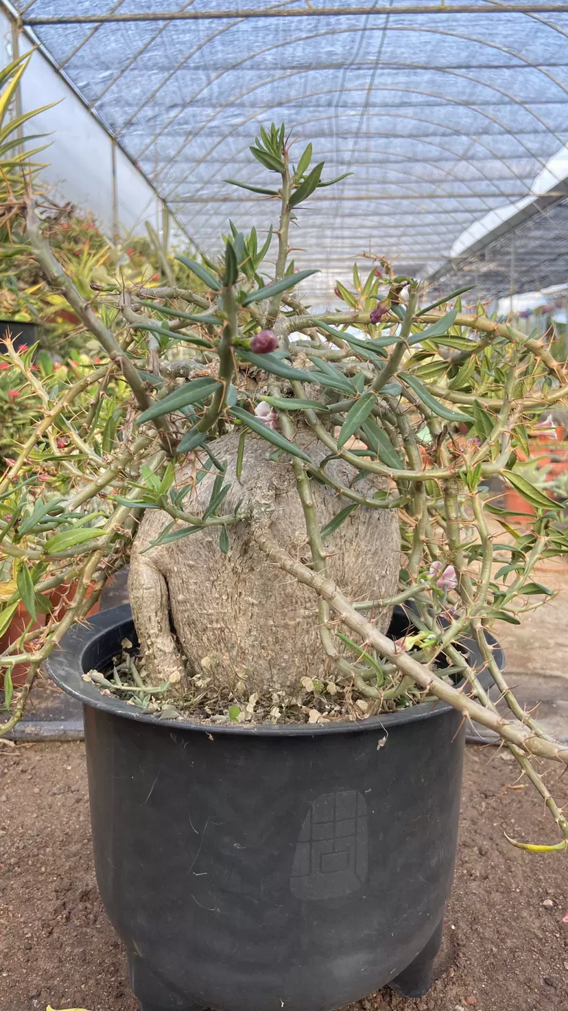 双刺瓶干块根多肉植物输入品种一物一拍多肉植物 双刺瓶干块根多肉植物输入品种一物一拍多肉植物