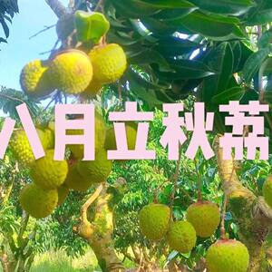 
New fruit tree seedlings, extra late maturing, Magui August lychee grafted seedlings, mature southern fruit tree encyclopedia, potted ground planting