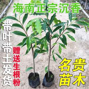 
Authentic Qinan agarwood saplings, valuable courtyard greening original soil, direct growth, natural fragrant saplings, agarwood seedlings