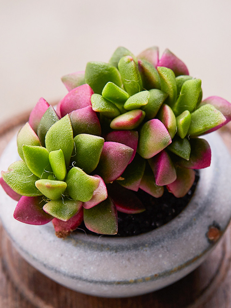 彩色浆果不死鸟多肉盆栽