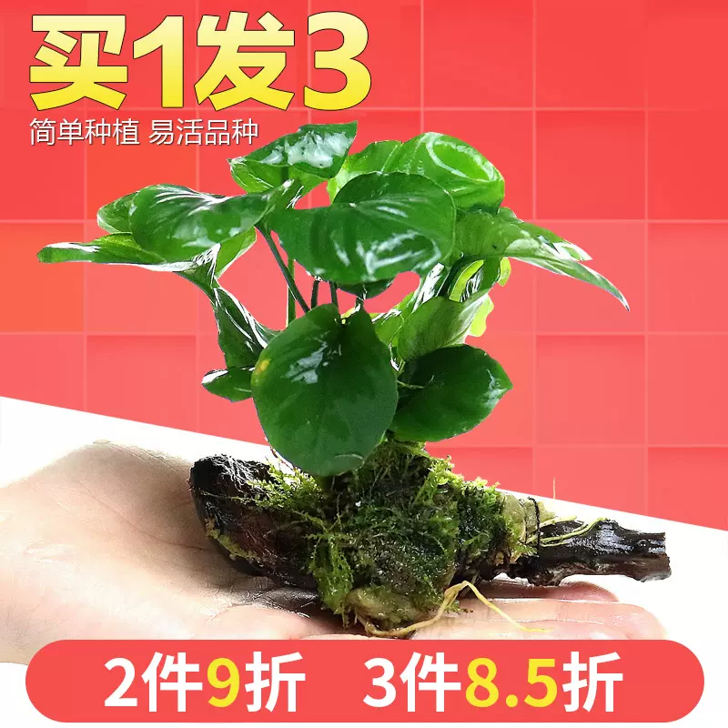 魚缸造景套餐陰性水榕沉木活體真水草淡水無土植物