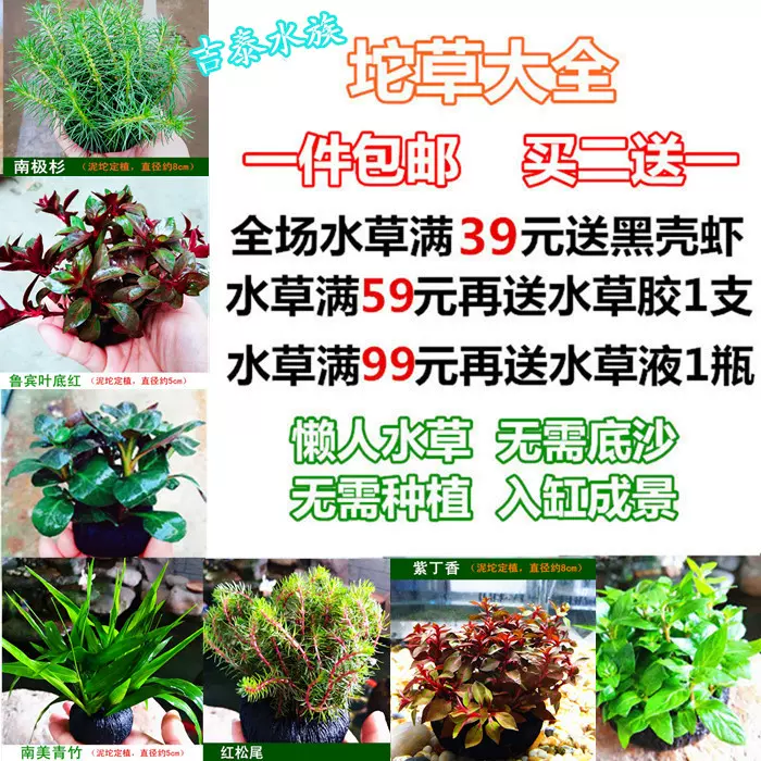 坨草懒人水草泥坨水草鱼缸造景装饰真水草紫丁香