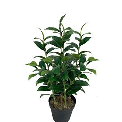 Simulated Camellia Leaves, Green Plants, Fake Maojian Tea Leaves, Indoor Decoration, Landscaping DIY Accessories, Fake Tieguanyin Tea Leaves