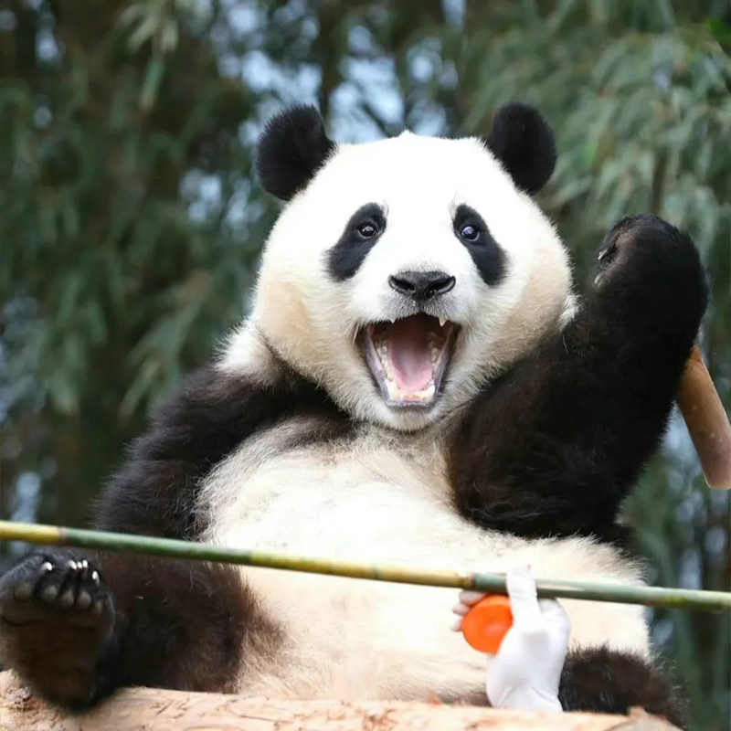 【私家团】成都出发卧龙大熊猫峨眉山乐山大佛旅游5天4晚一单一团