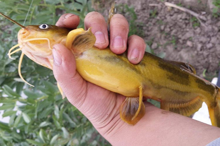 水库钓黄颡鱼的饵料和技巧