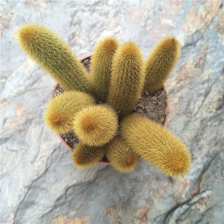 多肉植物黄金条仙人掌植物绿萝金棒狗尾巴猴尾柱办公桌3