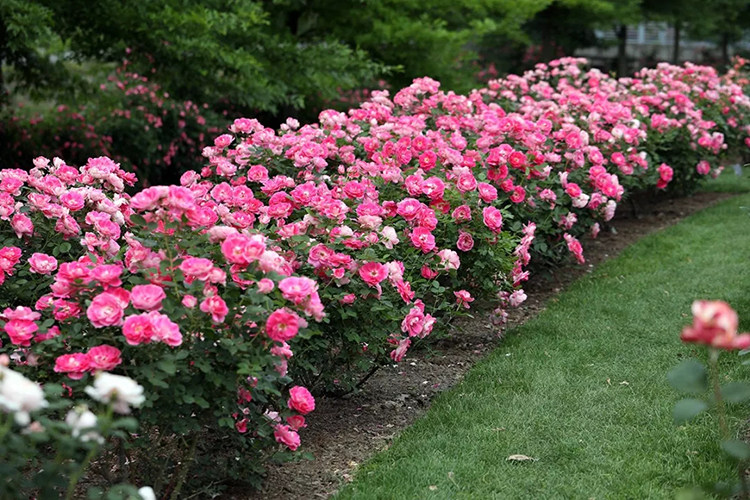 到辰山月季岛,看致纯挚爱的园艺情怀